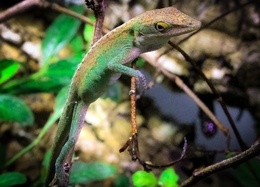 Anolis 