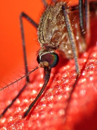 Closeup Mosquito 