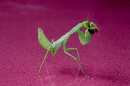 Mantis 