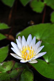 White Lotus... 