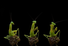 Obrolan trio mantis 