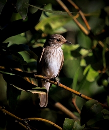 PAPA-MOSCAS-CINZENTO,  Muscicapa striata 