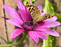 The flower and the butterfly 
