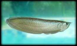 Silver Arawana (The Dragon Fish) 