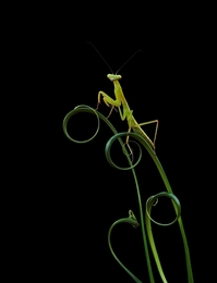 alone mantis 