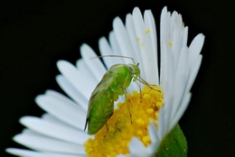 Green Bug 