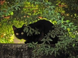 negro gato 