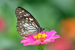 Beauty Butterfly 