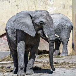 grupo 12 - elefante 