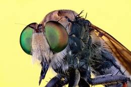 Face to face Robberfly 