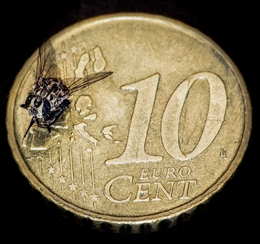 A mosca do Euro banqueteia-se em Portugal! 