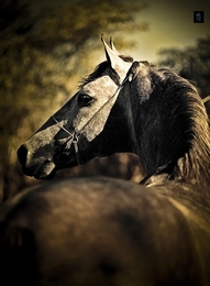 Mangalarga Marchador 