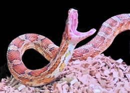 Cobra do milho-Pantherophis Guttatus 