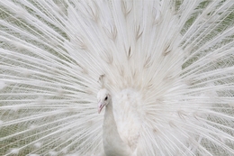 white peacock 