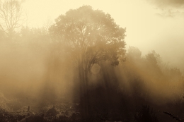 Fantasmas de nebelina e sol 