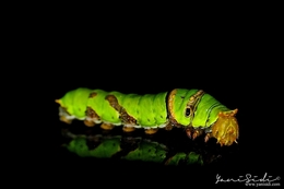 Green Caterpillar 