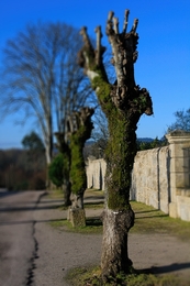 Caminho de árvores despidas ao sol 