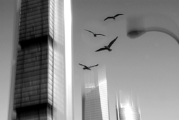 cityscape with seagulls 