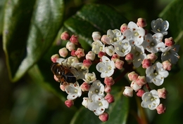 Sinais de Primavera. 