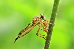 Robber Fly with Snack 