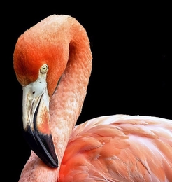 Flamingo róseo (Phoenicopterus roseus) 