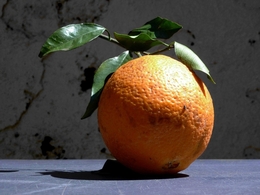 citrus reticulata 