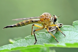 Robberfly Lunch 