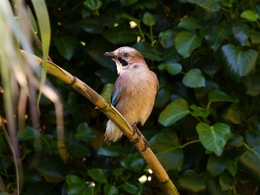 GAIO - Garrulus glandarius 