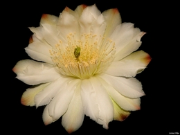 Flor do Mandacarú 