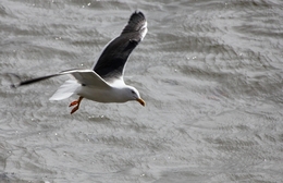 Uma gaivota, que já não voa 