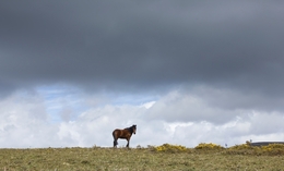 Cavalo em Santo António de val de Poldros 