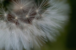 Dandelion 