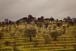 PASTORÍCIA NAS SERRAS DE PINHEL 