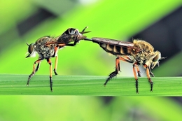 Mating Robberfly 