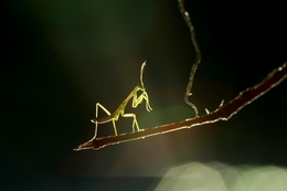 mantis sunbath 