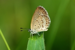 the brown butterfly 
