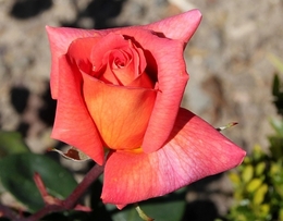 Uma rosa do meu jardim 