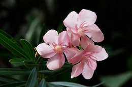pink flower 