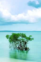 mangrove 