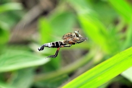 Flying Robberfly 