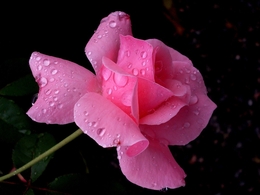 Rosa pós chuva 