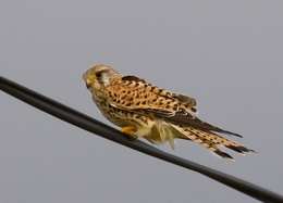 ESMERILHÃO, Falco columbarius 