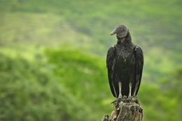 urubu-de-cabeça-preta 