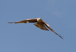 ÁGUIA-CALÇADA, Aquila pennata 