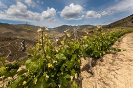 CRESCEREMOS ATÉ ÀS NÚVENS 