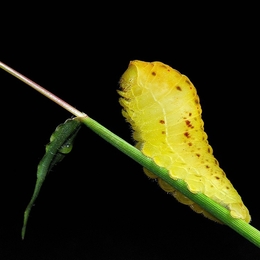 Little yellow caterpillar 