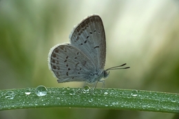 Butterfly & Dew 