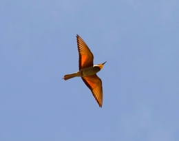 ABELHARUCO - Merops apiaster 