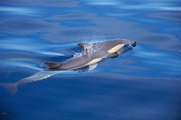 Golfinhos no Mar dos Açores 