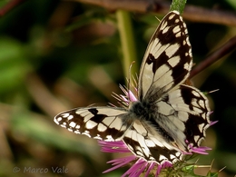 Melanargia lachesis 